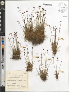 Juncus triglumis L.