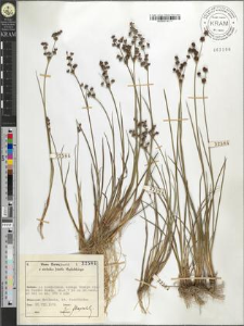 Juncus alpinus[?]