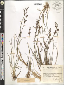 Juncus alpinus[?]