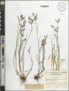 Juncus articulatus