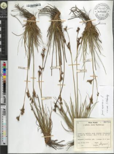 Juncus squarrosus L.