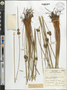 Juncus conglomeratus