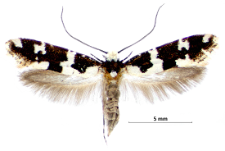 Neurothaumasia ankerella (Mann, 1867)