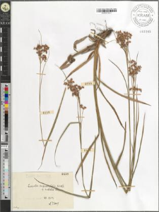 Luzula angustifolia [?]Garcke var. rubella Hoppe