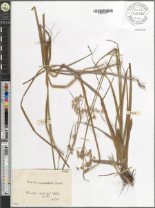 Luzula angustifolia [?]Garcke