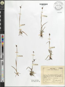 Luzula sudetica (Willd.) DC.