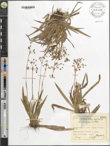 Luzula pilosa (L.) Willd.