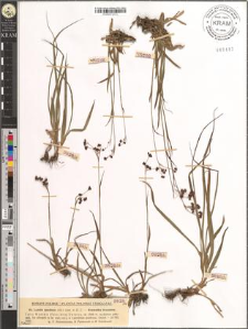 Luzula spadicea (All.) Lam. et D. C.