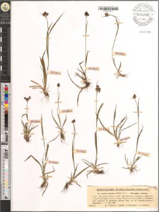 Luzula sudetica (Willd.) D. C.