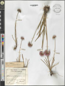 Allium montanum