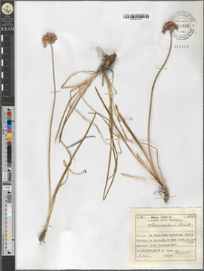 Allium montanum Schmidt