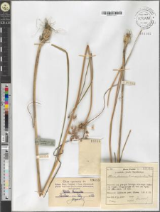 Allium oleraceum L. var. complanatum Fries