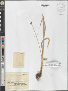 Allium scorodoprasum L.