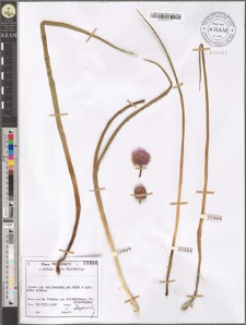 Allium sibiricum L.