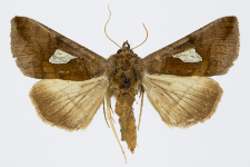 Autographa bractea