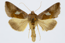 Autographa bractea