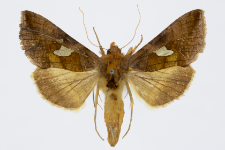 Autographa bractea