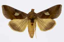 Autographa bractea