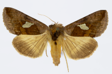 Autographa bractea