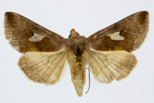 Autographa bractea