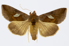 Autographa bractea