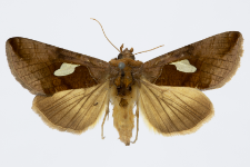 Autographa bractea