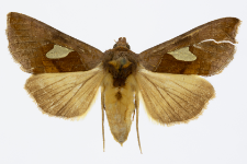 Autographa bractea