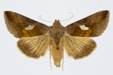 Autographa bractea