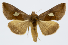 Autographa bractea