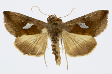 Autographa bractea