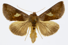 Autographa bractea