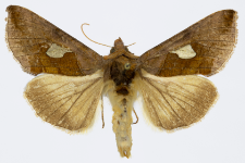 Autographa bractea