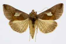 Autographa bractea