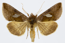 Autographa bractea