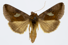 Autographa bractea