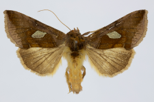 Autographa bractea