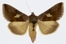 Autographa bractea