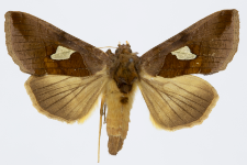 Autographa bractea