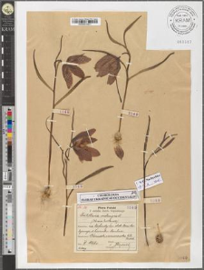 Fritillaria meleagris L.