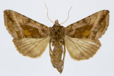 Autographa jota