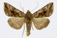 Autographa jota