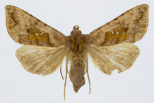 Autographa jota