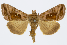 Autographa jota