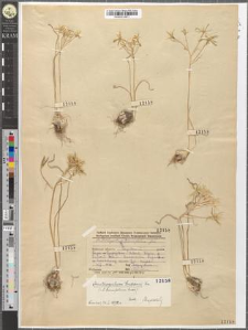 Ornithogalum tenuifolium Guss.