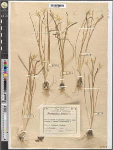 Ornithogalum Gussonei Ten.