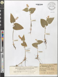 Majanthemum bifolium (L.) F. W. Schm.