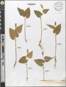 Majanthemum bifolium L.