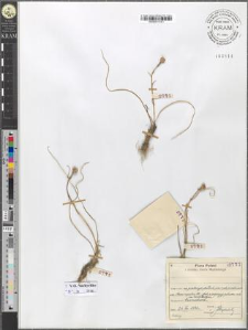Lloydia serotina (L.) Rchb.