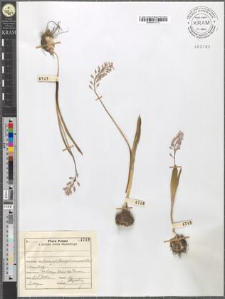 Hyacinthus leucophaeus Stev.