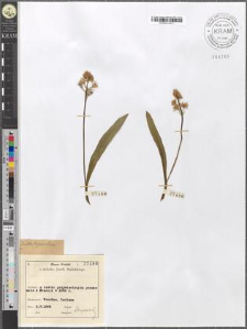 Scilla hiacinthus
